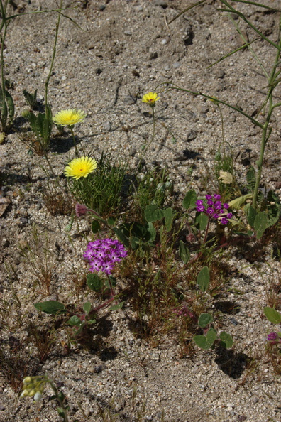 Abronia-villosa-sand-verbena-Malacothrix-glabrata-Mine-Wash-2009-03-07-CRW_7793.jpg