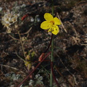 Camissonia-brevipes-yellow-cups-Slot-Canyon-area-2009-03-08-IMG 2288