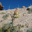 Camissonia-claviformis-browneyed-primrose-Mine-Wash-2009-03-07-IMG 2102