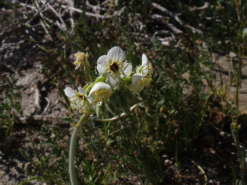 Camissonia-claviformis-browneyed-primrose-Mine-Wash-Village-Site-2009-03-06-IMG_2005.jpg