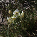 Camissonia-claviformis-browneyed-primrose-Mine-Wash-Village-Site-2009-03-06-IMG 2005