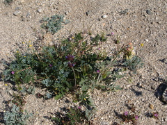 Camissonia-claviformis-chia-escholtzia-Erodium-community-Mine-Wash-2009-03-07-IMG 2105