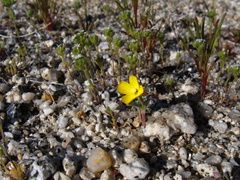 Camissonia-pallida-pale-primrose-Mine-Wash-2009-03-06-IMG 1914