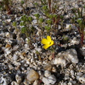 Camissonia-pallida-pale-primrose-Mine-Wash-2009-03-06-IMG 1914