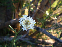 Chaenactis-fremontii-desert-pincushion-Mine-Wash-2009-03-06-IMG 1885
