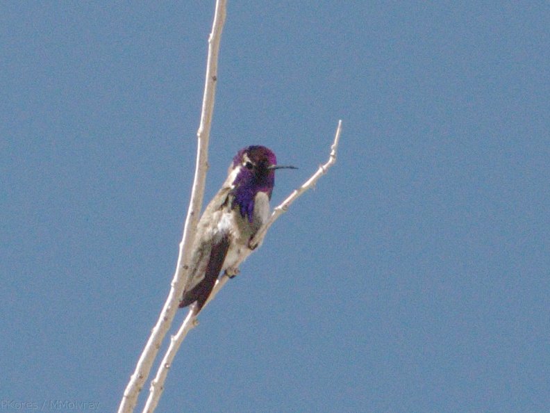 Costas-hummingbird-Visitor-Center-2009-03-07-IMG_2168.jpg