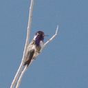 Costas-hummingbird-Visitor-Center-2009-03-07-IMG 2168