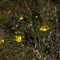 Dendromecon-rigida-bush-poppy-hwy-78-2009-03-08-IMG 2413