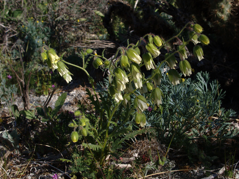 Emmenanthe-penduliflora-whispering-bells-Mine-Wash-2009-03-07-IMG_2106.jpg