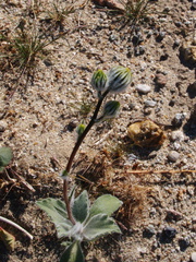 Encelia-farinosa-brittlebush-in-bud-Slot-Canyon-area-2009-03-07-IMG 2226