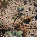 Encelia-farinosa-brittlebush-in-bud-Slot-Canyon-area-2009-03-07-IMG 2226