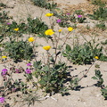 Encelia-farinosa-brittlebush-sand-verbena-community-Henderson-Canyon-Rd-2009-03-07-IMG 2180