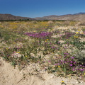 Encelia-farinosa-brittlebush-sand-verbena-community-Henderson-Canyon-Rd-2009-03-07-IMG 2181
