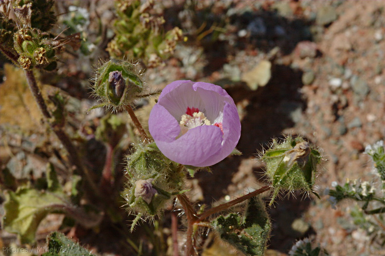 Eremalche-rotundifolia-desert-five-spot-Hawk-Canyon-2009-03-08-CRW_7921.jpg