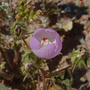 Eremalche-rotundifolia-desert-five-spot-Hawk-Canyon-2009-03-08-CRW 7921
