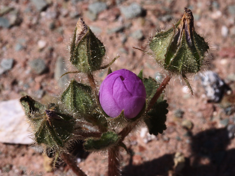 Eremalche-rotundifolia-desert-five-spot-Hawk-Canyon-2009-03-08-CRW_7922.jpg
