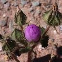 Eremalche-rotundifolia-desert-five-spot-Hawk-Canyon-2009-03-08-CRW 7922