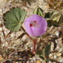 Eremalche-rotundifolia-desert-five-spot-Slot-Canyon-area-2009-03-07-CRW 7860