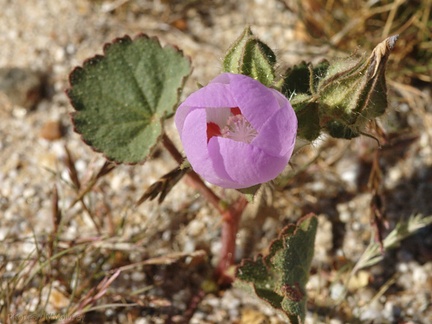 Eremalche-rotundifolia-desert-five-spot-Slot-Canyon-area-2009-03-07-CRW 7860
