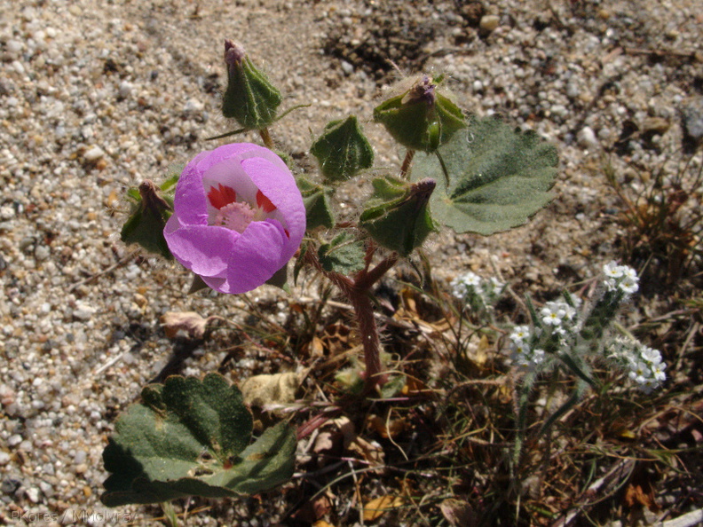 Eremalche-rotundifolia-desert-five-spot-Slot-Canyon-area-2009-03-07-IMG 2224