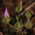 Eremalche-rotundifolia-desert-five-spot-buds-Slot-Canyon-area-2009-03-08-CRW 7885