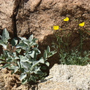 Eschscholtzia-glyptosperma-desert-poppy-Mine-Wash-2009-03-06-CRW 7758