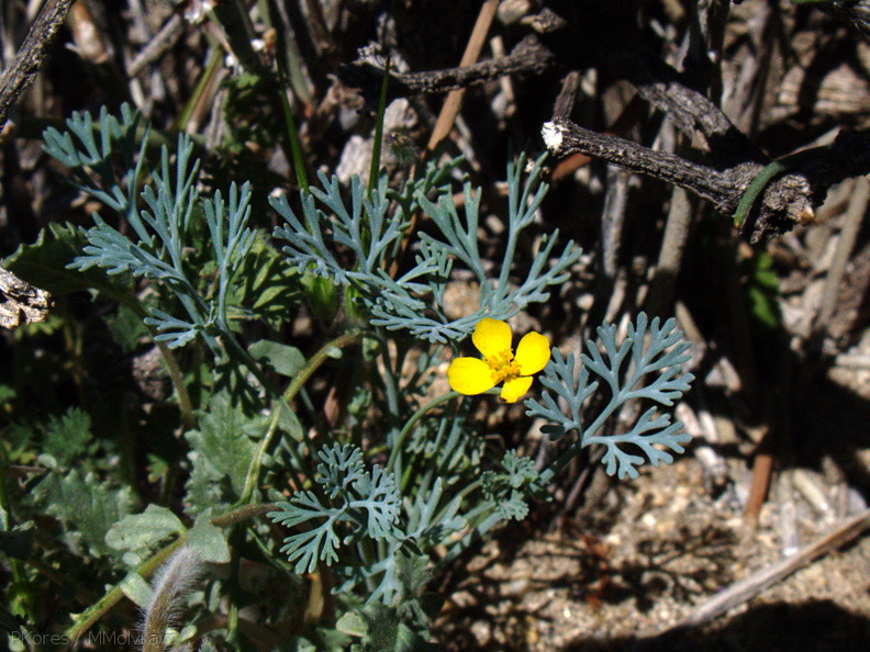 Eschscholtzia-minutiflora-little-gold-poppy-Mine-Wash-2009-03-06-IMG_1954.jpg