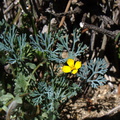 Eschscholtzia-minutiflora-little-gold-poppy-Mine-Wash-2009-03-06-IMG 1954