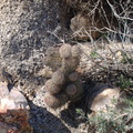 Escobaria-vivipara-foxtail-cactus-Mine-Wash-2009-03-06-IMG 2035
