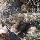 Escobaria-vivipara-foxtail-cactus-Mine-Wash-2009-03-06-IMG 2035