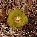 Ferocactus-cylindraceus-california-barrel-cactus-Mine-Wash-2009-03-06-CRW 7782