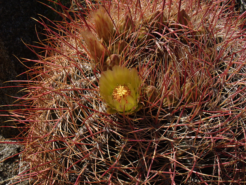 Ferocactus-cylindraceus-california-barrel-cactus-Mine-Wash-2009-03-06-IMG_2071.jpg