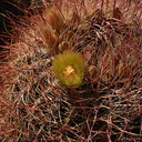 Ferocactus-cylindraceus-california-barrel-cactus-Mine-Wash-2009-03-06-IMG 2071
