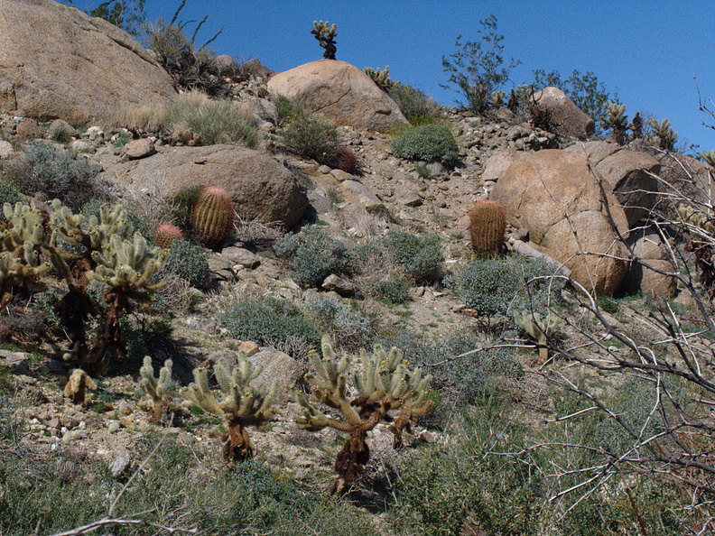 Ferocactus-cylindraceus-california-barrel-cactus-on-hillside-Mine-Wash-2009-03-06-IMG_2049.jpg