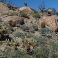 Ferocactus-cylindraceus-california-barrel-cactus-on-hillside-Mine-Wash-2009-03-06-IMG 2049