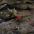 Fouquieria-splendens-ocotillo-and-teddybear-opuntia-Mine-Wash-2009-03-07-IMG 2090