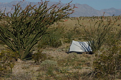 Fouquieria-splendens-ocotillo-and-tent-Slot-Canyon-area-2009-03-08-CRW 7888