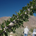 Fouquieria-splendens-ocotillo-leaves-Visitor-Center-2009-03-07-IMG 2171