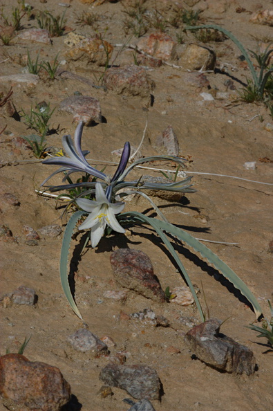 Hesperocallis-undulata-desert-lily-Hawk-Canyon-2009-03-08-CRW 7902