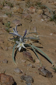 Hesperocallis-undulata-desert-lily-Hawk-Canyon-2009-03-08-CRW 7902