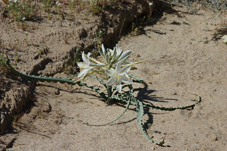 Hesperocallis-undulata-desert-lily-Hawk-Canyon-2009-03-08-CRW_7903.jpg