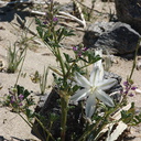 Hesperocallis-undulata-desert-lily-Henderson-Canyon-Rd-2009-03-07-CRW 7837