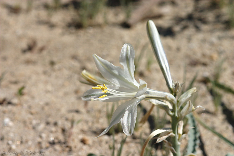 Hesperocallis-undulata-desert-lily-Henderson-Canyon-Rd-2009-03-07-CRW_7849.jpg