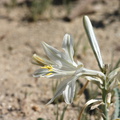 Hesperocallis-undulata-desert-lily-Henderson-Canyon-Rd-2009-03-07-CRW 7849