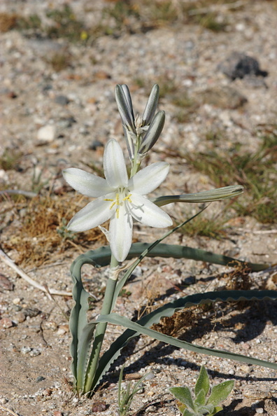 Hesperocallis-undulata-desert-lily-Henderson-Canyon-Rd-2009-03-07-CRW_7853.jpg