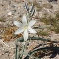 Hesperocallis-undulata-desert-lily-Henderson-Canyon-Rd-2009-03-07-CRW 7853