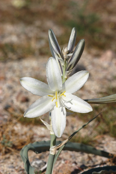 Hesperocallis-undulata-desert-lily-Henderson-Canyon-Rd-2009-03-07-CRW_7854.jpg