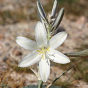 Hesperocallis-undulata-desert-lily-Henderson-Canyon-Rd-2009-03-07-CRW 7854