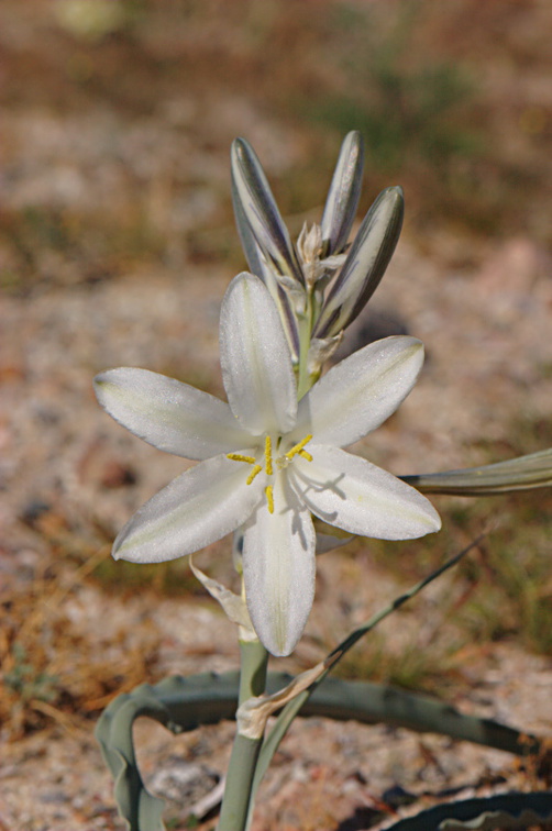 Hesperocallis-undulata-desert-lily-Henderson-Canyon-Rd-2009-03-07-CRW 7854processed