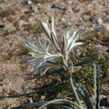 Hesperocallis-undulata-desert-lily-Henderson-Canyon-Rd-2009-03-07-CRW 7859